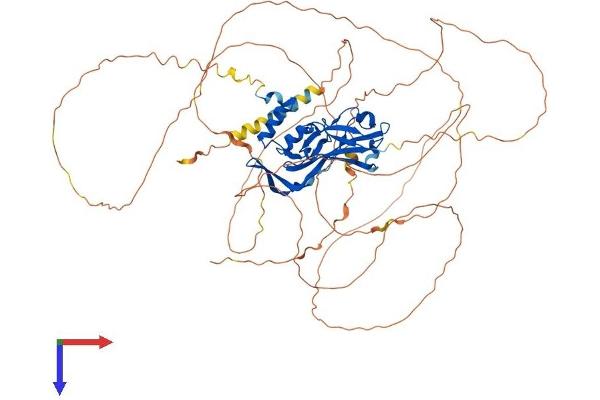 TBX2 Protein (AA 1-712) (His tag)