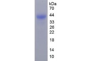 SDS-PAGE (SDS) image for Annexin A1 (ANXA1) ELISA Kit (ABIN6574320)