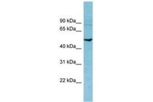 Image no. 1 for anti-phosphodiesterase 7B (PDE7B) (AA 251-300) antibody (ABIN6741656)