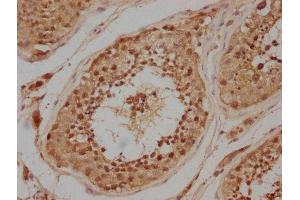 IHC image of ABIN7146598 diluted at 1:200 and staining in paraffin-embedded human testis tissue performed on a Leica BondTM system. (PRKACA Antikörper  (Catalytic Subunit alpha))