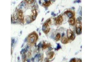 Used in DAB staining on fromalin fixed paraffin-embedded Stomach tissue (TLR7 Antikörper  (AA 887-1036))