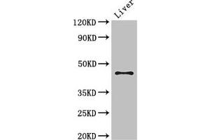 Western Blot Positive WB detected in: Mouse liver tissue All lanes: RHD antibody at 3 μg/mL Secondary Goat polyclonal to rabbit IgG at 1/50000 dilution Predicted band size: 46, 35, 54, 44, 42 kDa Observed band size: 46 kDa