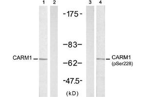 Western blot analysis of extracts from A431 cells untreated or treated with EGF (200 ng/mL, 5 min), using CARM1 (Ab-228) antibody (Line 1 and 2) and CARM1 (Phospho-Ser228) antibody (Line 3 and 4). (CARM1 Antikörper  (pSer228))