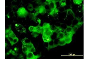 Immunofluorescence of purified MaxPab antibody to RETN on 293 cell. (Resistin Antikörper  (AA 1-108))