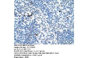 Human Spleen (MAFB Antikörper  (N-Term))