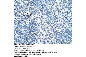 Human Spleen (MAFB Antikörper  (N-Term))
