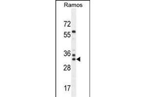 FA Antibody (N-term) (ABIN655330 and ABIN2844898) western blot analysis in Ramos cell line lysates (35 μg/lane). (FAM133A Antikörper  (N-Term))
