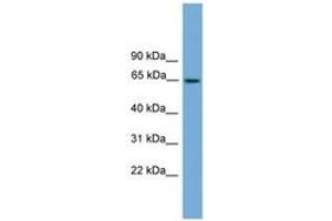 Image no. 1 for anti-Tripartite Motif Containing 25 (TRIM25) (AA 359-408) antibody (ABIN6745234) (TRIM25 Antikörper  (AA 359-408))