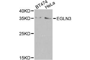 Western blot analysis of extracts of various cell lines, using EGLN3 antibody (ABIN5974477) at 1/1000 dilution. (EGLN3 Antikörper)
