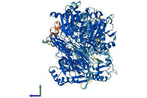 Protein Structure (PS) image for 5-Oxoprolinase (ATP-Hydrolysing) (OPLAH) (AA 1-1288) protein (His tag) (ABIN7554820)