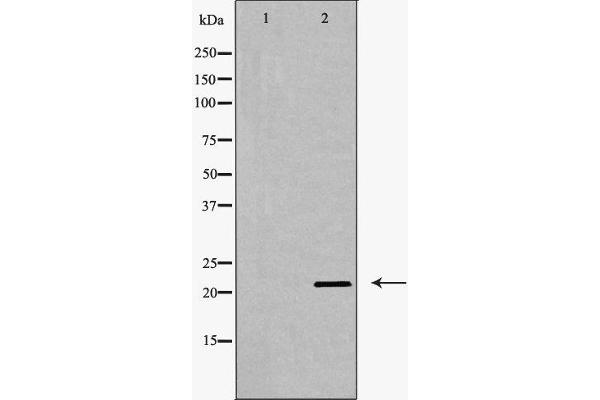 Claudin 11 Antikörper  (C-Term)