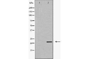 Western blot analysis of Claudin 11 expression in Mouse brain extract. (Claudin 11 Antikörper  (C-Term))