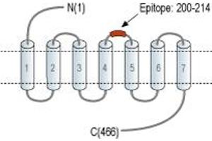 anti-Adrenergic, beta-1-, Receptor (ADRB1) (2nd Extracellular Loop), (AA 200-214) antibody (FITC)