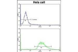 Flow cytometric analysis of hela cells using LMOD1 Antibody (Center )(bottom histogram) compared to a negative control cell (top histogram)FITC-conjugated goat-anti-rabbit secondary antibodies were used for the analysis.