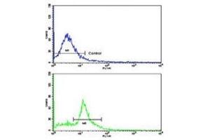 Flow cytometric analysis of MDA-231 cells using Caspase-9 antibody (bottom histogram) compared to a negative control cell (top histogram). (Caspase 9 Antikörper  (Ser196))