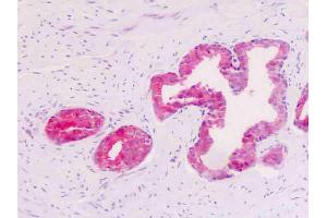 Anti-GPR34 antibody IHC staining of human prostate, epithelium.