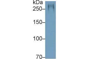 Detection of MUC5AC in Rat Stomach lysate using Polyclonal Antibody to Mucin 5 Subtype AC (MUC5AC) (MUC5AC Antikörper  (AA 2662-2755))