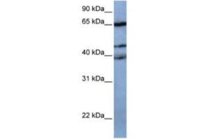 Western Blotting (WB) image for anti-Zinc Finger Protein 681 (ZNF681) antibody (ABIN2463452) (ZNF681 Antikörper)