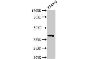 Western Blot Positive WB detected in: Mouse kidney tissue All lanes: Wnt3 antibody at 3. (WNT3 Antikörper  (AA 22-355))