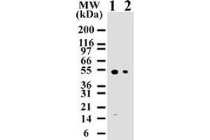 Image no. 1 for anti-Caspase 8 (CASP8) (AA 217-222) antibody (ABIN207902) (Caspase 8 Antikörper  (AA 217-222))