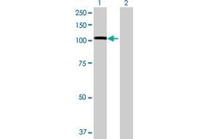 Western Blot analysis of NEK9 expression in transfected 293T cell line by NEK9 MaxPab polyclonal antibody.