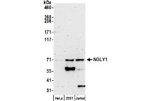 anti-N-Glycanase 1 (NGLY1) (AA 250-300) antibody