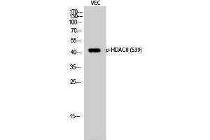 Western Blotting (WB) image for anti-Histone Deacetylase 8 (HDAC8) (pSer39) antibody (ABIN3179448) (HDAC8 Antikörper  (pSer39))