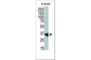 The anti-HDAC11 Pab (ABIN387965 and ABIN2844703) is used in Western blot to detect HDAC11 in mouse brain tissue lysate. (HDAC11 Antikörper  (C-Term))