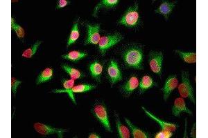 Immunofluorescence of HeLa cells showing strong nuclear lamina staining of lamin A/C in red and vimentin ( ABIN361371) in green.