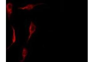 ABIN6278289 staining HepG2 by IF/ICC. (S100P Antikörper  (Internal Region))