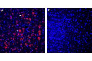 Expression of CD157 in rat parietal cortex. (BST1 Antikörper  (Extracellular))