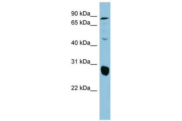 SLC26A4 antibody  (Middle Region)