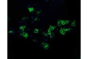 Anti-BECN1 mouse monoclonal antibody (ABIN2454298) immunofluorescent staining of COS7 cells transiently transfected by pCMV6-ENTRY BECN1 (RC201629). (Beclin 1 Antikörper)
