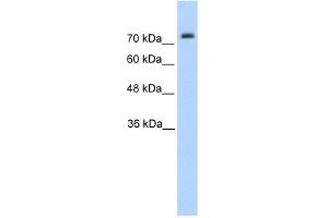 Pannexin 2 antibody used at 1. (Pannexin 2 Antikörper  (N-Term))