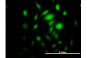 Immunofluorescence of purified MaxPab antibody to PRKAG2 on HeLa cell. (PRKAG2 Antikörper  (AA 1-328))