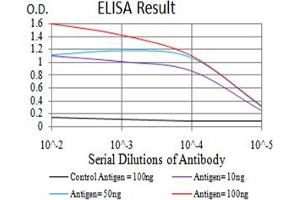 Fig. (IDH1 Antikörper  (AA 156-298))