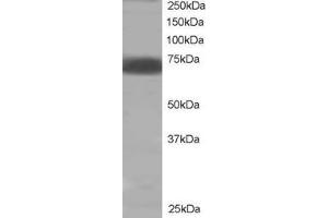 ABIN184604 staining (2µg/ml) of human muscle lysate (RIPA buffer, 35µg total protein per lane).