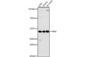 Western blot analysis of extracts of various cell lines, using PRR5 antibody (ABIN7269555) at 1:1000 dilution.