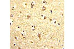IHC analysis of FFPE human brain stained with SOX4 antibody (SOX4 Antikörper  (AA 269-297))