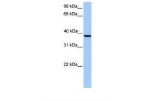 Image no. 1 for anti-Casein Kinase 2, alpha Prime Polypeptide (CSNK2A2) (C-Term) antibody (ABIN6738861) (CSNK2A2 Antikörper  (C-Term))