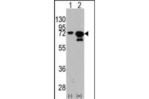 Western blot analysis of HSA (arrow) using rabbit polyclonal HSA Antibody  (ABIN391831 and ABIN2841674). (HSP70 1A Antikörper  (AA 503-532))
