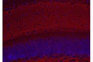Indirect immunostaining of PFA fixed mouse hippocampus section (dilution 1 : 500; red). (Complexin 1, 2 (AA 122-134) Antikörper)