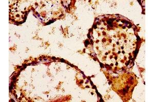 IHC image of ABIN7169929 diluted at 1:300 and staining in paraffin-embedded human testis tissue performed on a Leica BondTM system. (SCN9A Antikörper  (AA 1849-1988))
