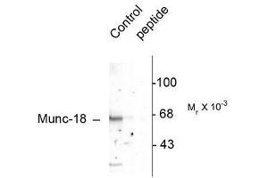 Image no. 1 for anti-Syntaxin Binding Protein 1 (STXBP1) (pSer515) antibody (ABIN372671) (STXBP1 Antikörper  (pSer515))