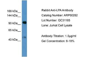 WB Suggested Anti-LPA  Antibody Titration: 0. (LPA Antikörper  (N-Term))