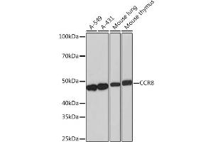 CCR8 Antikörper