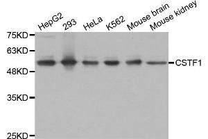 Western Blotting (WB) image for anti-Cleavage Stimulation Factor, 3' Pre-RNA, Subunit 1, 50kDa (CSTF1) antibody (ABIN1876944) (CSTF1 Antikörper)
