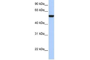 WB Suggested Anti-IFRD1 Antibody Titration: 0.