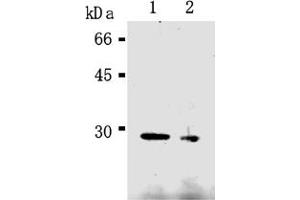 Western Blotting (WB) image for anti-Caspase 14, Apoptosis-Related Cysteine Peptidase (CASP14) antibody (ABIN567789)