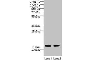 Western blot All lanes: CNIH4 antibody at 0. (CNIH4 Antikörper  (AA 78-117))
